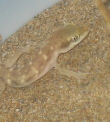 Tropiocolotes hormozganensis