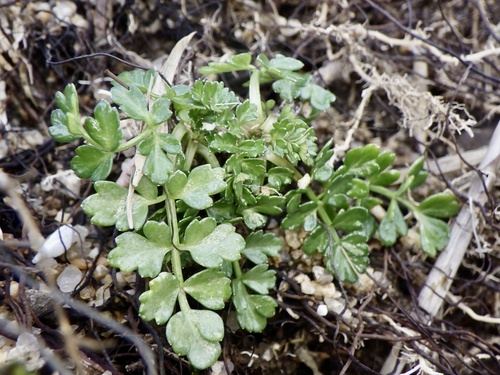 Cnidium japonicum iNat (1)