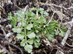 Cnidium japonicum