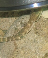 Tropiocolotes hormozganensis