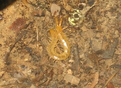 Scolopendra canidens