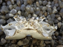 Hemigrapsus sanguineus