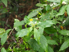 Mussaenda formosanum