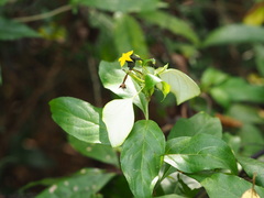 Mussaenda formosanum