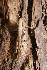 Stenocatantops angustifrons