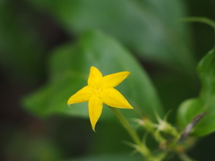 Mussaenda formosanum