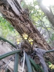 Trichocentrum brachyphyllum