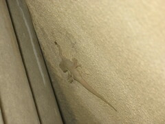 Hemidactylus flaviviridis