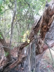 Trichocentrum brachyphyllum