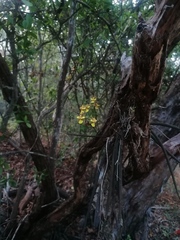 Trichocentrum brachyphyllum