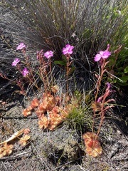 Drosera cuneifolia