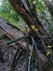 Trichocentrum brachyphyllum