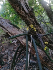 Trichocentrum brachyphyllum