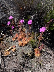 Drosera cuneifolia
