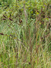 Grona heterocarpos strigosa