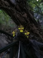 Trichocentrum brachyphyllum