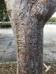 Bursera simaruba