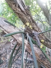 Trichocentrum brachyphyllum