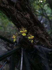 Trichocentrum brachyphyllum