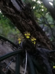 Trichocentrum brachyphyllum