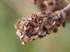 Grona heterocarpos strigosa