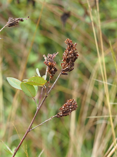 Grona heterocarpos