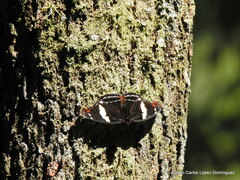 Catonephele numilia esite