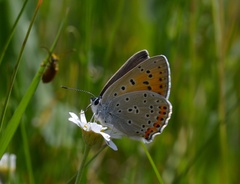 Lycaena alciphron