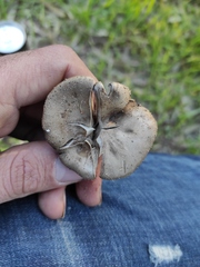 Melanoleuca brevipes