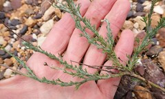 Ursinia discolor