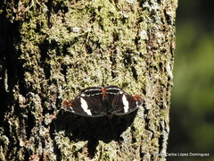 Catonephele numilia esite