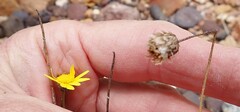 Ursinia discolor