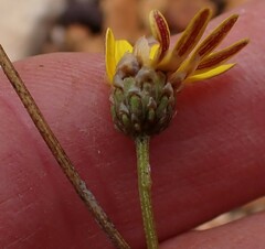 Ursinia discolor