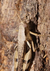 Stenocatantops angustifrons