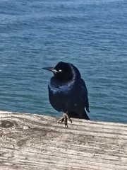 Quiscalus major