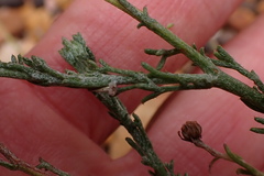 Ursinia discolor