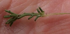 Ursinia discolor