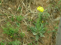 Tephroseris kirilowii