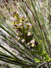 Disa cornuta