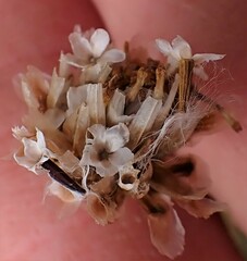 Ursinia discolor
