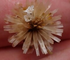 Ursinia discolor