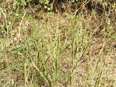 Baccharis trimera