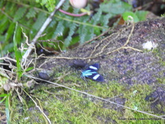 Mydromera notochloris