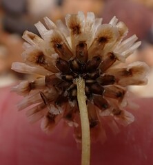 Ursinia discolor