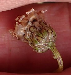 Ursinia discolor