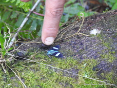 Mydromera notochloris