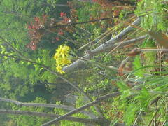 Tephroseris kirilowii