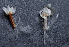 Ursinia discolor