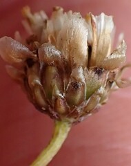 Ursinia discolor