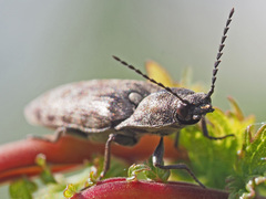 Actenicerus siaelandicus